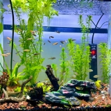 多聚酶液水产养鱼用水
